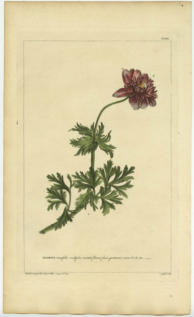 Original Hand Colored Antique Botany Print 'Anemone' | Vinterior