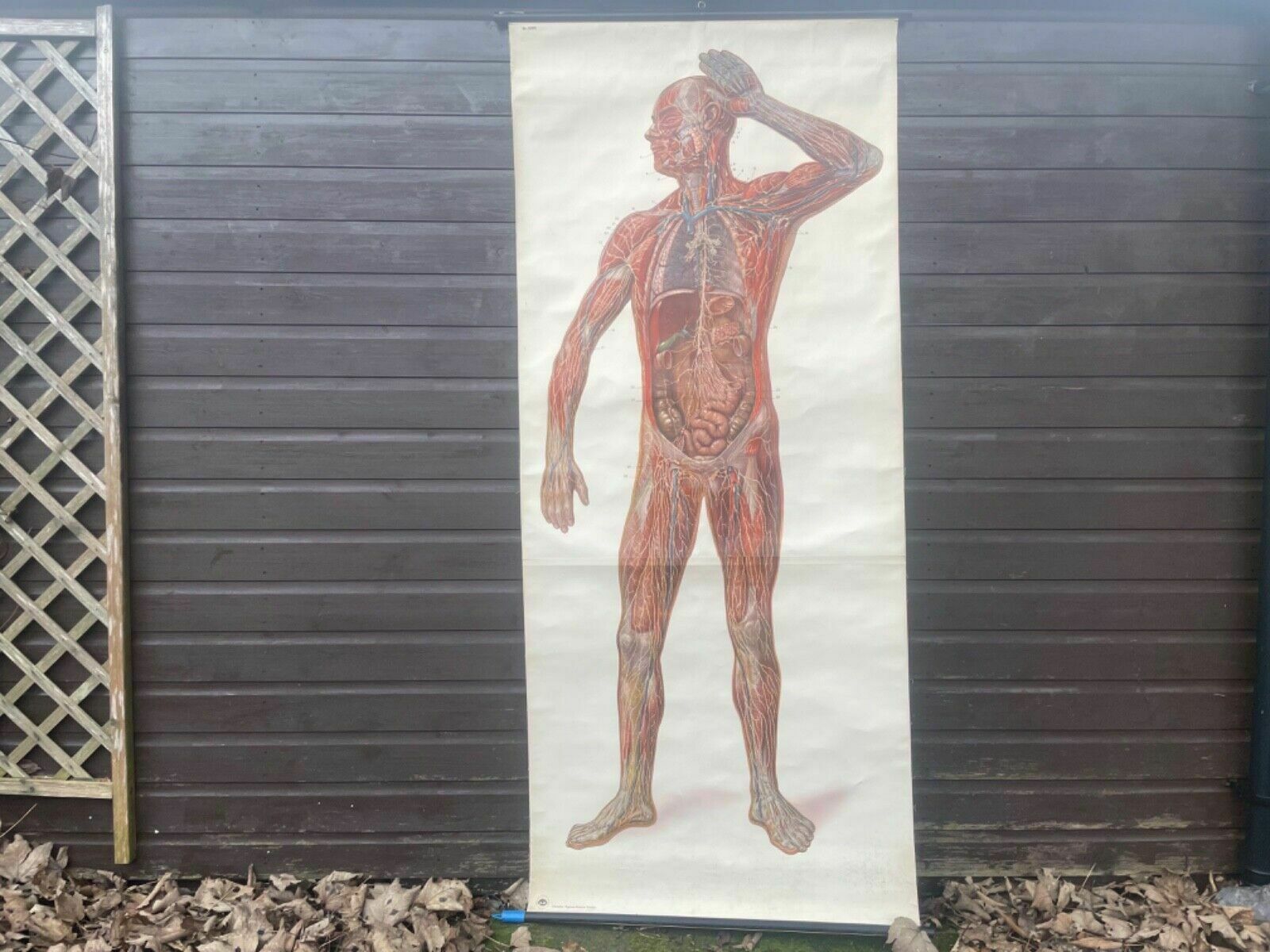 Vintage Full Body Lymphatic System Medical School Chart Anatomy Lymph