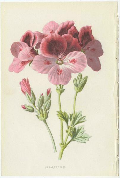 Set Of Three Botany Prints Geranium, Fuchsia, Bellenplant, Begonia photo furniture