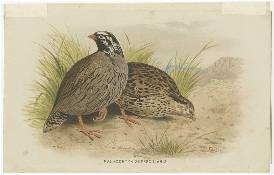 Antique Bird Print Of The Mountain Quail By Hume & Marshall, 1879 photo for sale