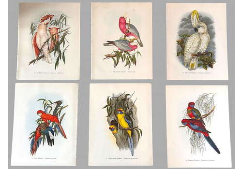 A Fabulous Set Of Six Tropical Bird Plates By John Gould 1948 (1)