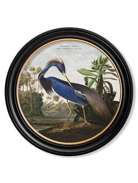Louisiana Heron Print From Audubon's Birds Of America C1838 In Round Frame, New photo furniture