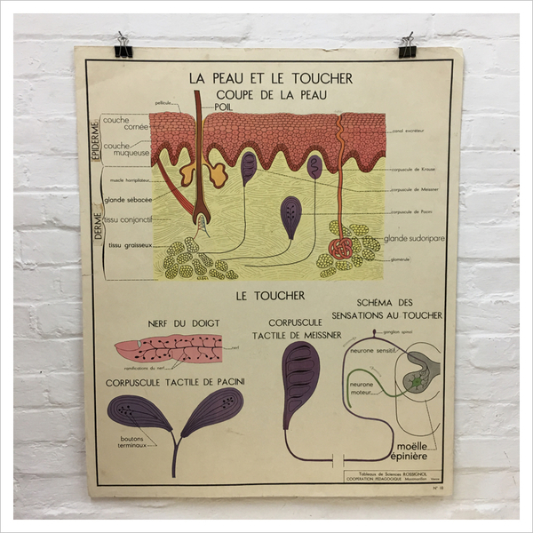 French Rossignol Vintage Anatomical Poster No 17 18 Vinterior
