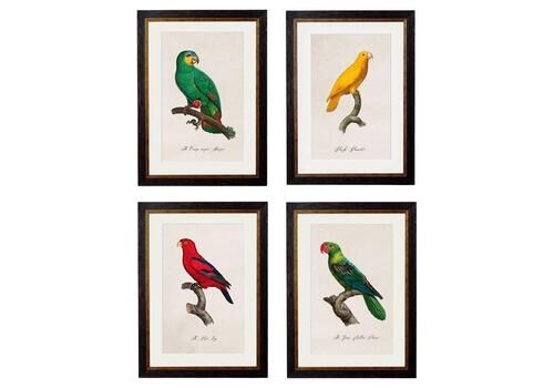 Set Of Four Parrot Prints Originally Circa 1800s In Rectangular Frames, New