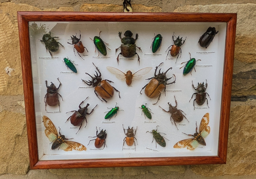 Cased Display Tropical Beetles Entomology