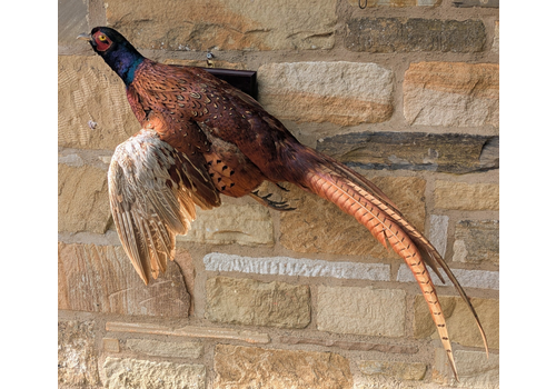 Game Bird Mount In Flight