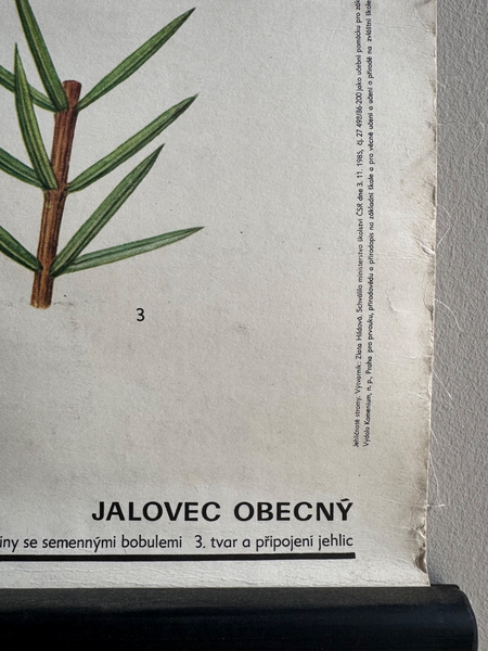 Vintage Juniper Tree  & Yew Boanical School Chart Botany Roll Down Linen Poster photo 100.0