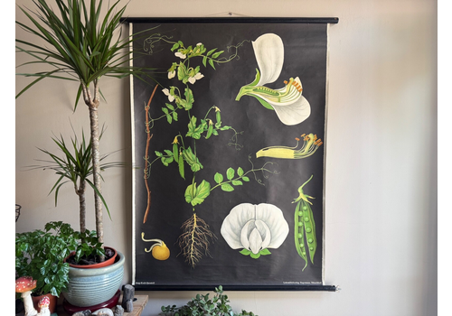 Vintage Educational School Chart Of Pea  By Jung Koch Quentell Botanical Legumes