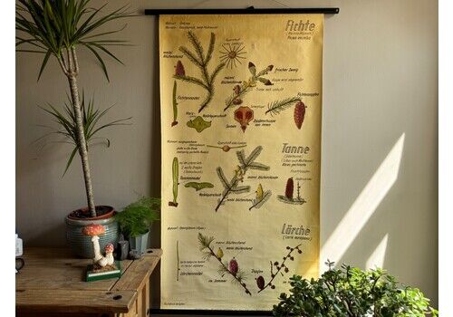 Vintage Spruce & Larch, Fir Trees School Chart Botanical Educational Wall Chart
