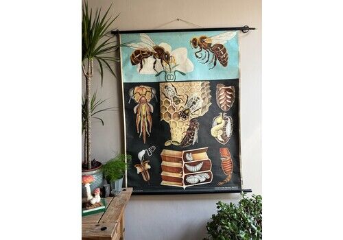 Vintage Honey Bee School Chart Jung Koch Quentell Educational. Anatomy Zoology