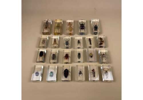Collection Of Insects Bugs Arachnids X23 Pieces In Clear Acrylic Display Block Resin Paperweight Art Beetles Scorpions Spiders Centipedes