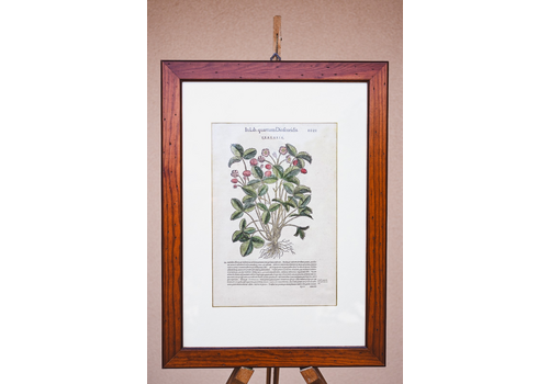 1500 Botanical Print Framed Matthioli Fragraria Strawberry