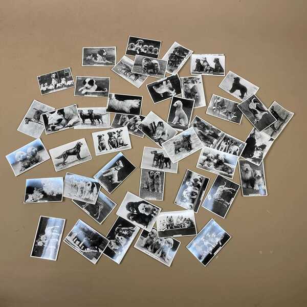 senior service cigarette cards dogs Vintage Dog Cigarette Cards Senior Service Lot Black White Collectible Set  British Dog Breed Cards Paper Ephemera For Collectors