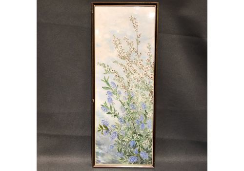 Theodora Walter 1869 1959 Trinidad 1920s Botanical Portrait "Ceonothus Laptospermum Scaporam"
