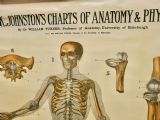 Large University Anatomical Chart “Ligamnets” By Turner photo furniture